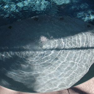 Water Features 98